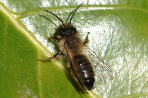 Andrena nigroaenea